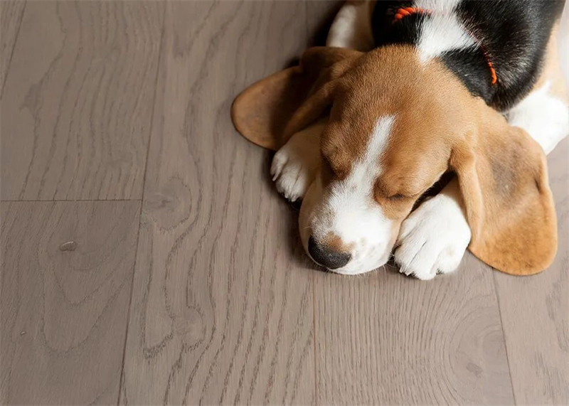 居家摯愛進(jìn)口地板，優(yōu)雅永不過時 圖片 9