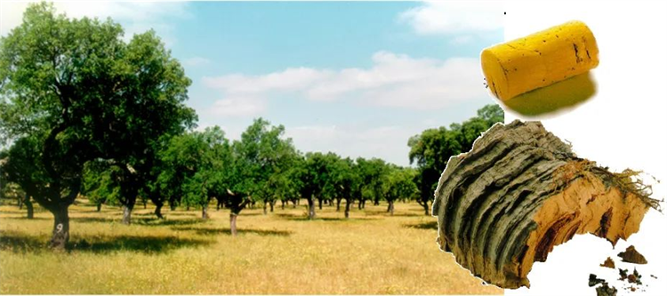 為熱愛更盡興|得高軟木陪你“靜”享世界杯 5 為熱愛更盡興|得高軟木陪你“靜”享世界杯 5